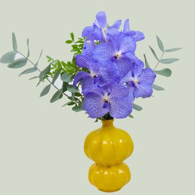 Μπλέ ορχιδέα βάντα σε βάζο