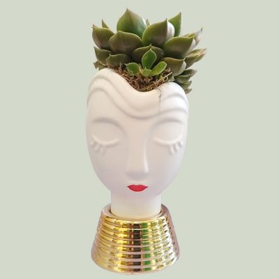 Παχύφυτο Εχεβέρια (Echeveria) σε κεραμικό κασπώ