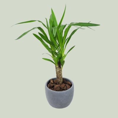 Φυτό Yucca (Γιούκα) σε τσιμεντένιο κασπώ
